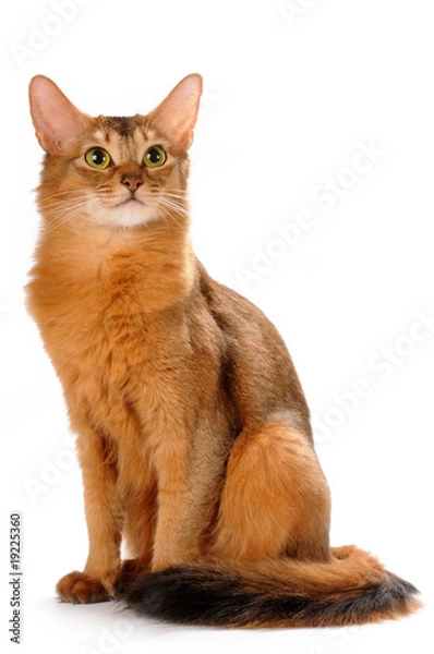 Obraz Somali cat sitting isolated on white bakcground