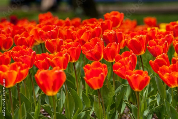 Obraz チューリップ