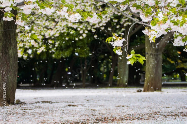 Fototapeta 花吹雪