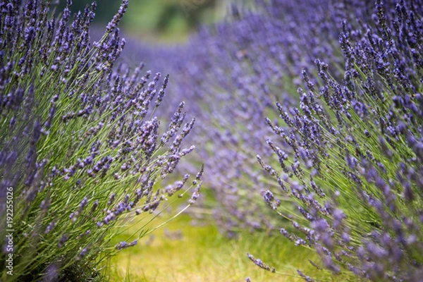 Obraz ラベンダー