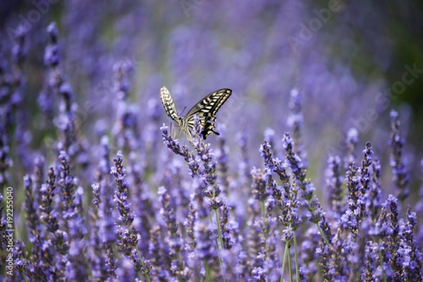 Obraz ラベンダー