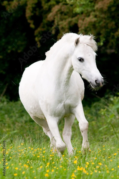 Fototapeta Pferdeportrait