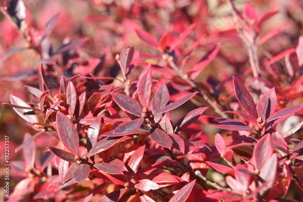 Obraz ブルーベリーの紅葉