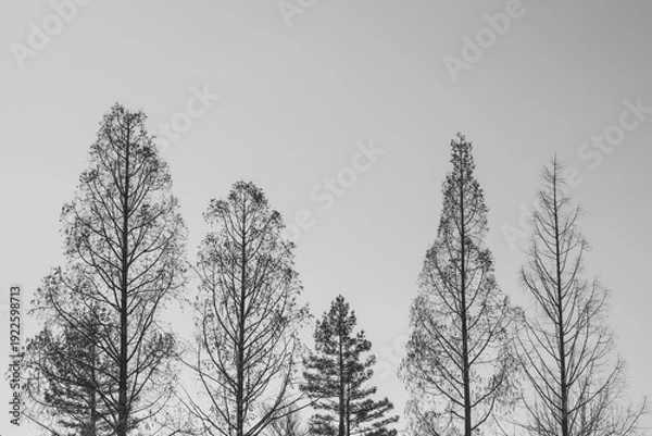 Obraz 冬空に並ぶ落葉樹のシルエット
