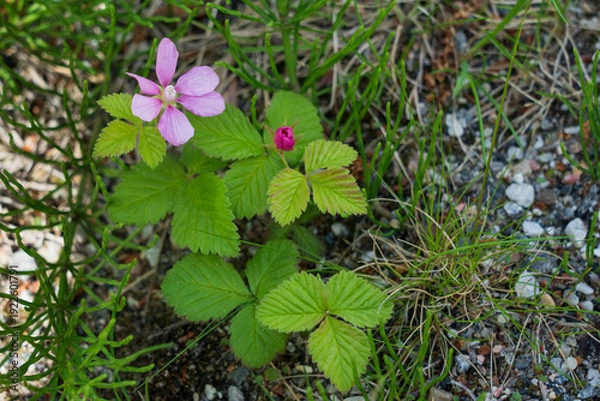 Obraz Arctic bramble (Rubus arcticus)
