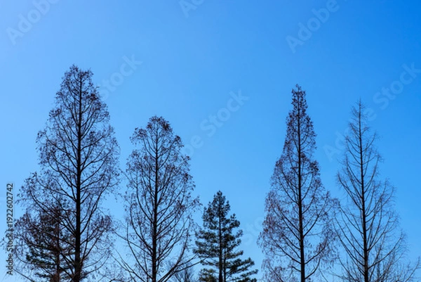 Obraz 青空の下に並ぶ落葉樹の冬景色