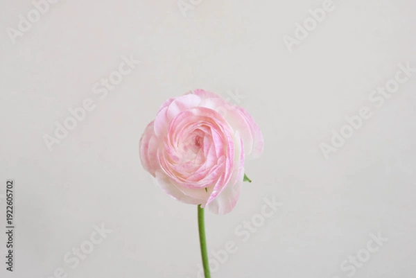 Fototapeta ピンクのラナンキュラス