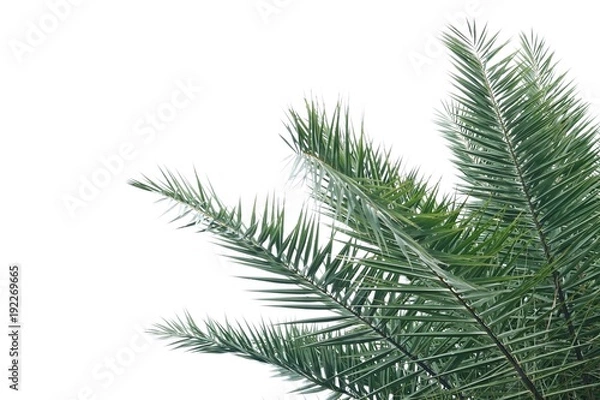 Fototapeta Palm tree branch against the light