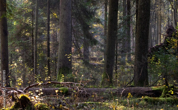Obraz Forest trees receiving morning light through sunbeams