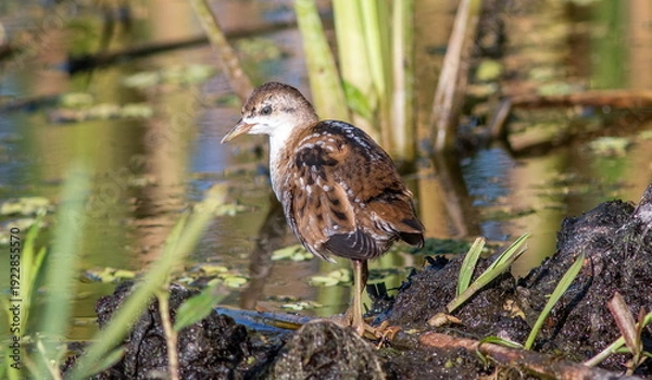 Fototapeta red tailed hawk