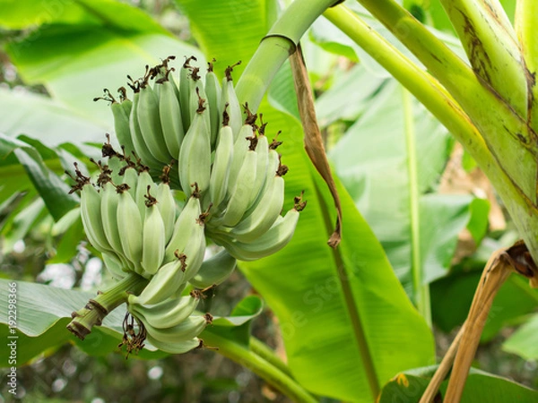 Fototapeta Green raw banana on banana tree in banana farm focus on banana