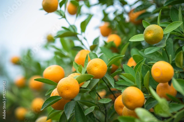 Fototapeta Kumquat tree. Together with Peach blossom tree, Kumquat is one of 2 must have trees in Vietnamese Lunar New Year holiday in north.