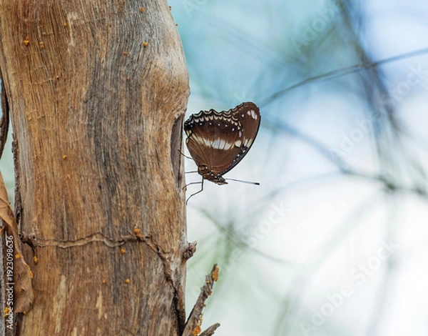 Obraz Common Crow Butterfly Resting on a Tree