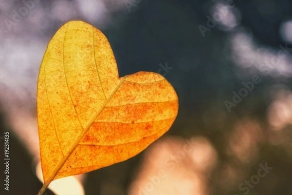 Obraz yellow heart shaped leaf
