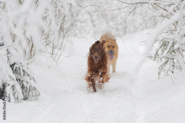 Fototapeta Two red dog running to the viewer against white snow