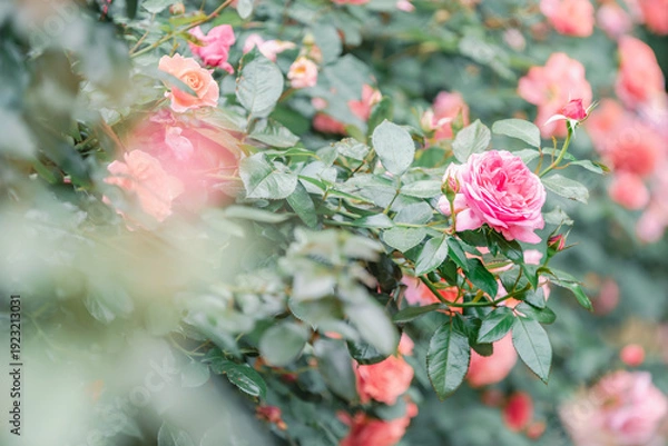 Obraz バラ園に咲くバラの花