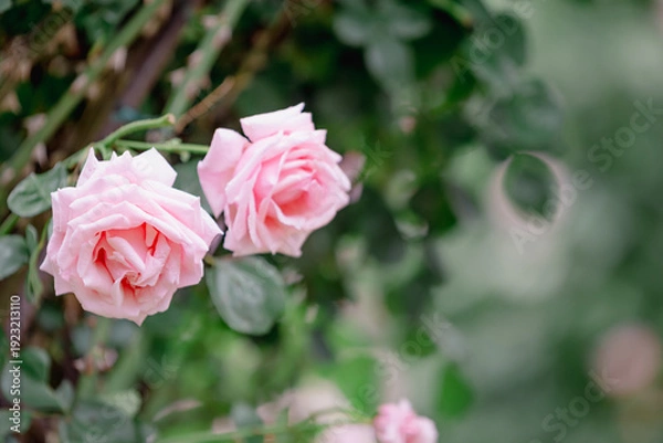 Obraz バラ園に咲くバラの花