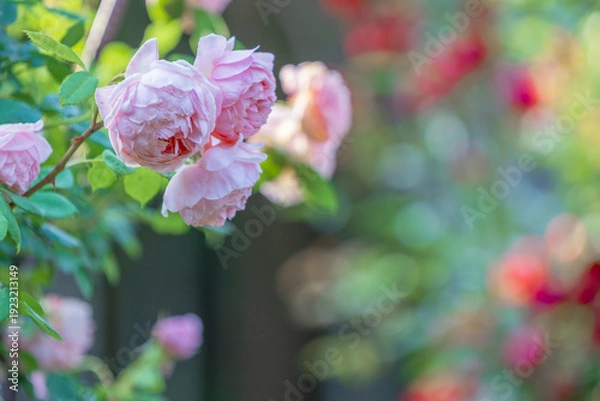 Obraz バラ園に咲くバラの花