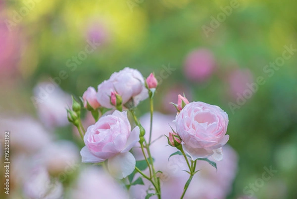 Obraz バラ園に咲くバラの花