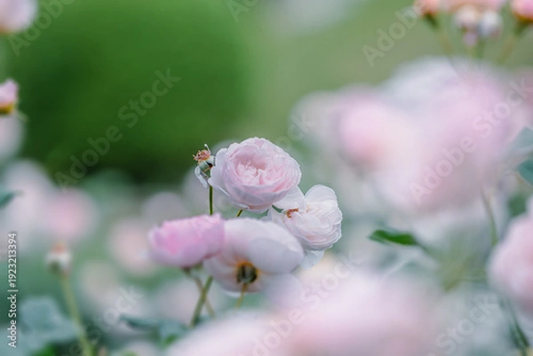 Obraz バラ園に咲くバラの花