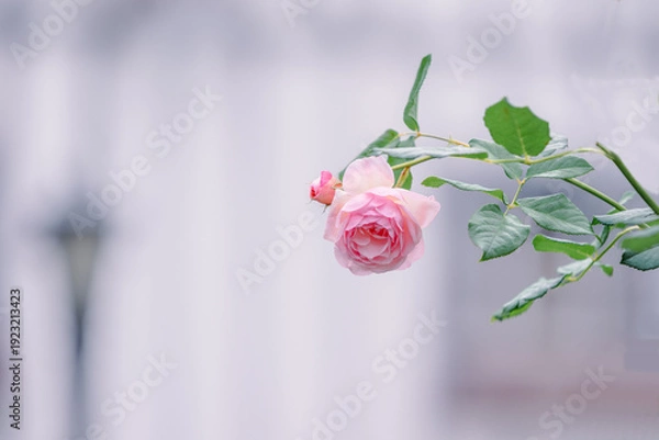 Obraz バラ園に咲くバラの花