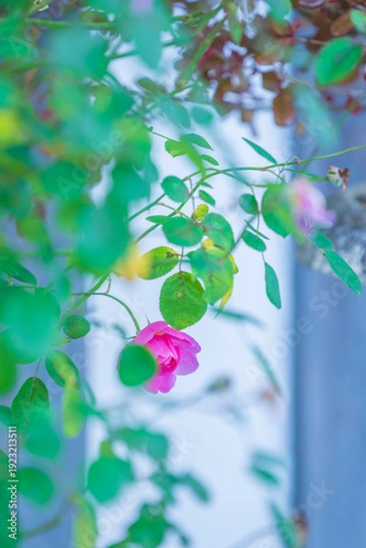 Obraz バラ園に咲くバラの花