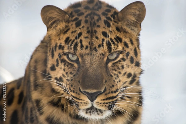 Fototapeta Portrait of the far Eastern leopard