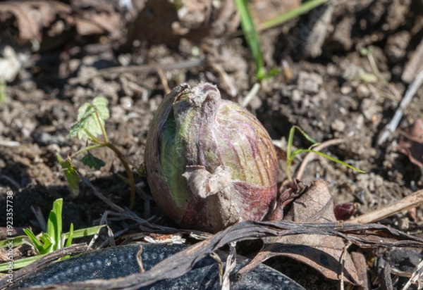 Fototapeta フキノトウ