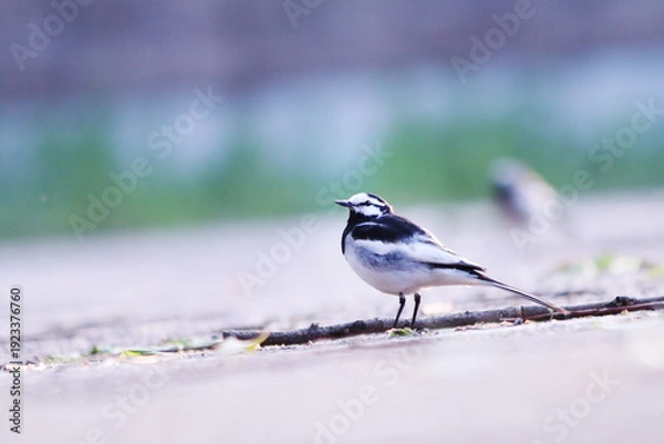 Obraz 餌を探すハクセキレイ