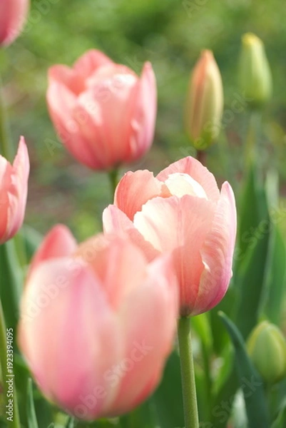 Obraz 植物　花　夕方　畑　風景