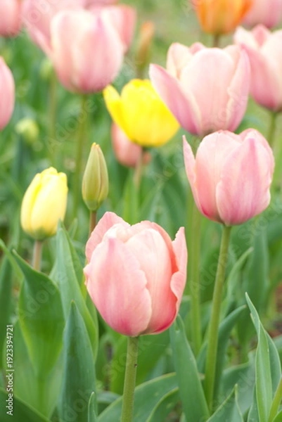 Obraz 植物　花　夕方　畑　風景