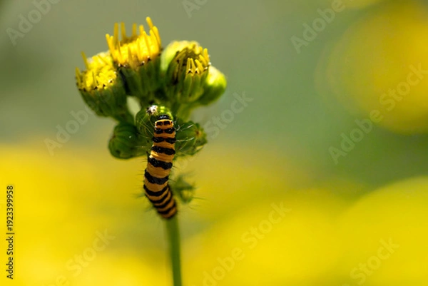Obraz A Cinnabar Moth larva (Tyria jacobaeae).