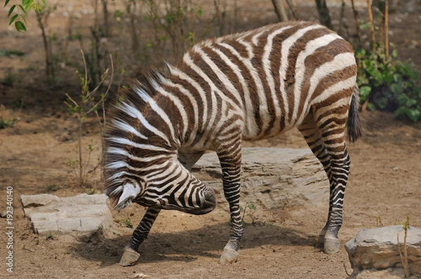 Obraz zebra,