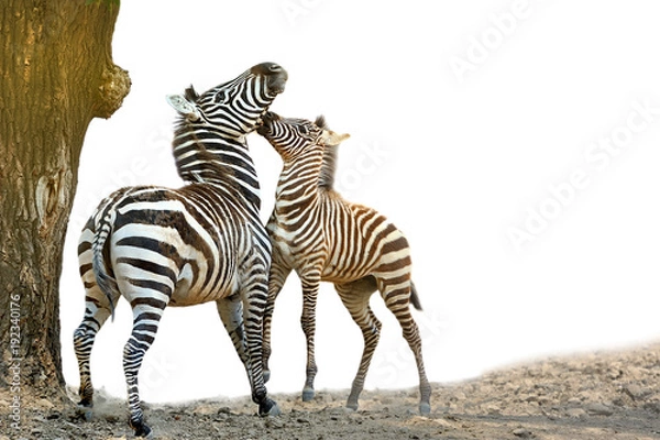 Fototapeta zebra,