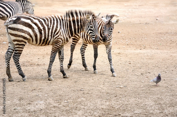 Obraz zebra,