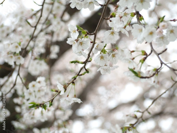 Obraz 植物　自然　春　花　風景