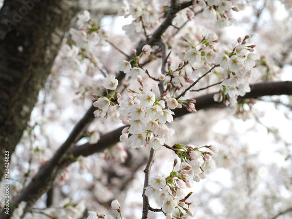 Obraz 植物　自然　春　花　風景