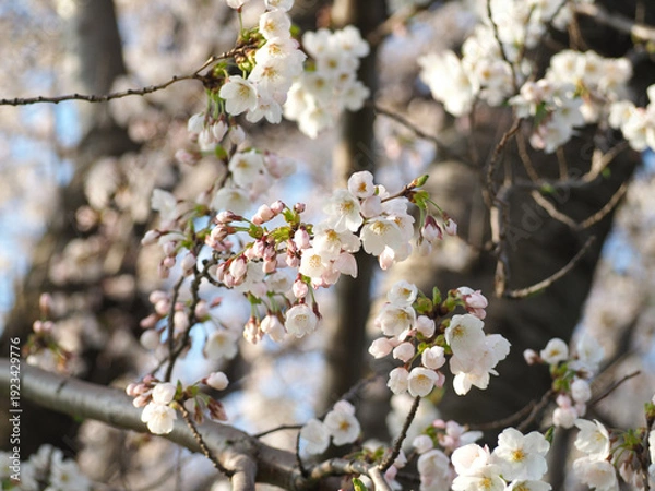 Obraz 植物　自然　春　花　風景