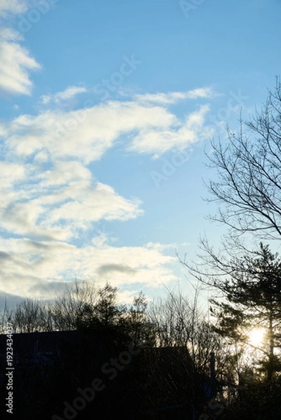 Obraz 冬の早朝、朝日が作る暗い木々のシルエットと明るく光る雲の風景