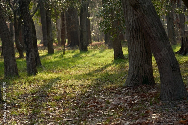 Obraz 雑木林の地面をスポットライトのように照らす冬の朝日