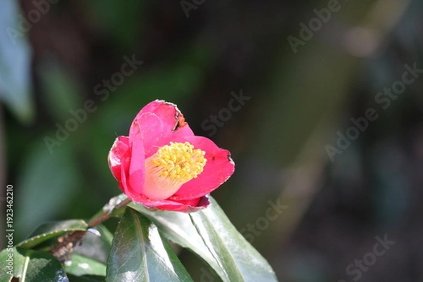 Obraz 花びらが痛んだ椿　寒さに耐える冬の花　川沿いで