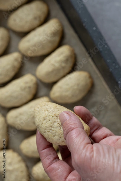 Obraz hand holding baked vanilla crescent cookie 
