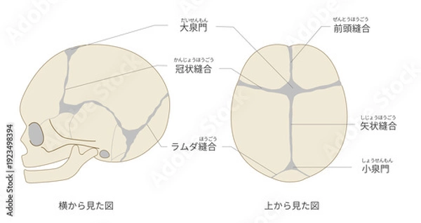 Obraz 上と横から見た乳児（赤ちゃん）の頭蓋骨と縫合線と大泉門の解剖図（日本語ラベル付き）