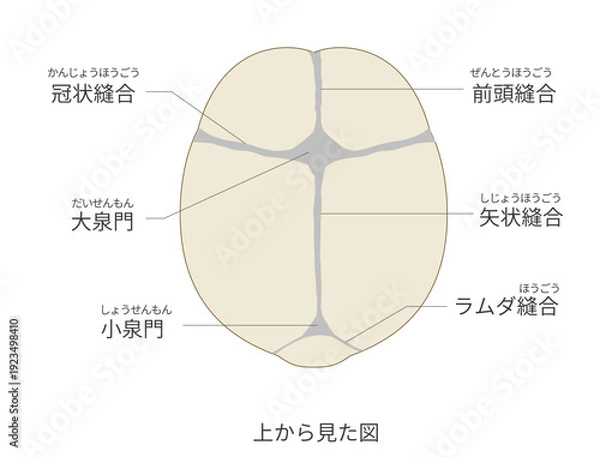 Obraz 上から見た乳児（赤ちゃん）の頭蓋骨と縫合線と大泉門の解剖図日本語ラベル付き）