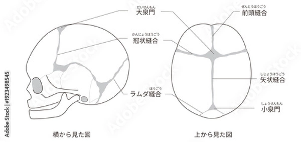Obraz 白黒線画　上と横から見た乳児（赤ちゃん）の頭蓋骨と縫合線と大泉門の解剖図日本語ラベル付き）