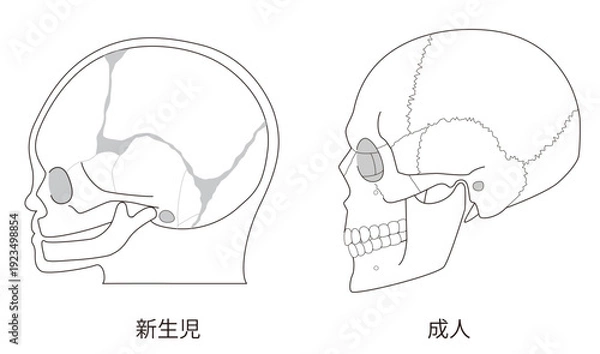 Obraz 白黒線画　乳児（赤ちゃん）と大人の頭蓋骨の発達の違いを比較した解剖イラスト