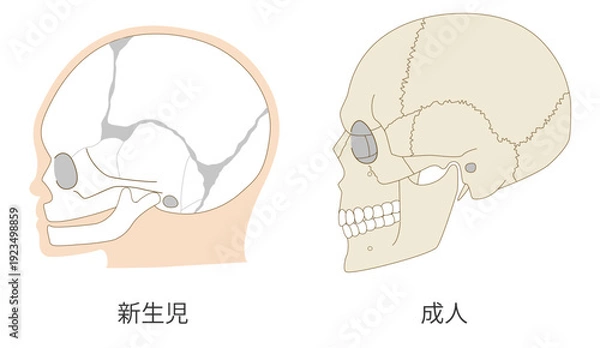 Obraz 乳児（赤ちゃん）と大人の頭蓋骨の発達の違いを比較した解剖イラスト