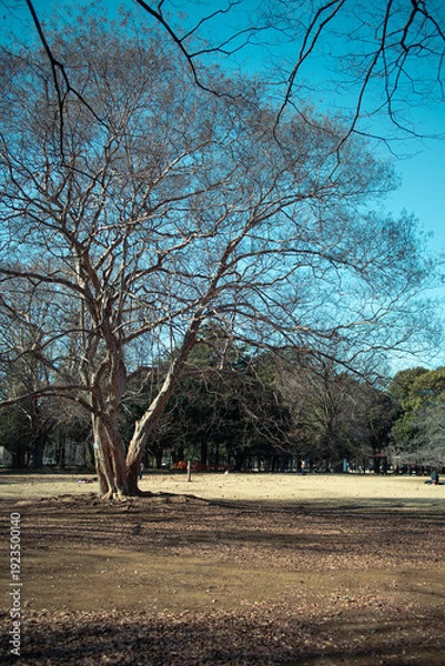Obraz 大きな木のある公園