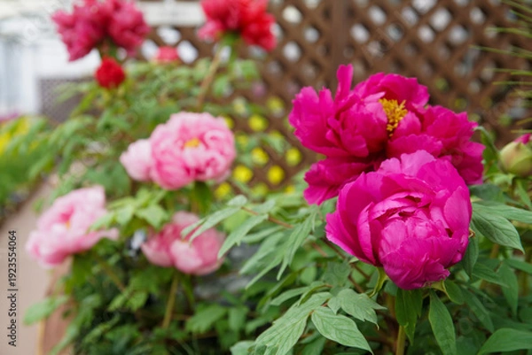 Obraz 京都府立植物園の早春の花