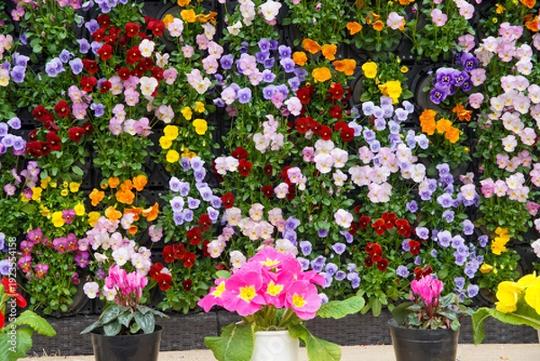 Obraz 京都府立植物園の早春の花